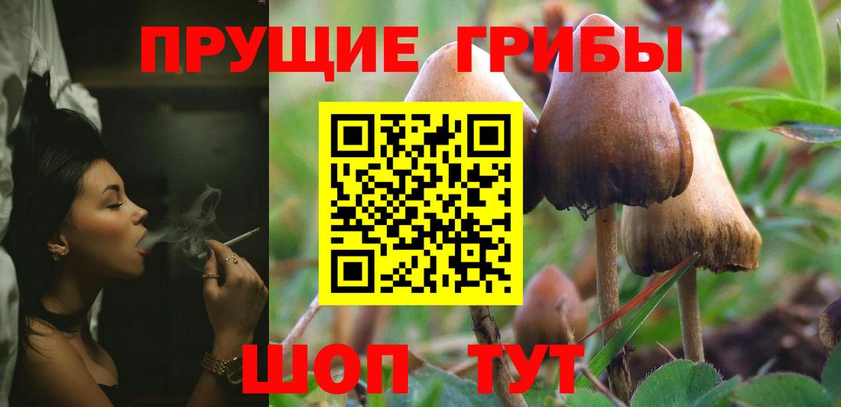 Ржев  Галлюциногенные грибы прущие грибы  Галлюциногенные грибы Cubensis  Вход с VPN 